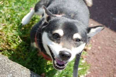 犬が人に『おしっこ』をかける理由3つ　やめさせたい場合の適切なしつけ方法とは？