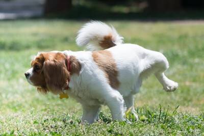 犬が人に『おしっこ』をかける理由3つ　やめさせたい場合の適切なしつけ方法とは？