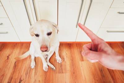 犬を叱りすぎるとどうなる？愛犬に与える悪影響やしつけの注意点までご紹介