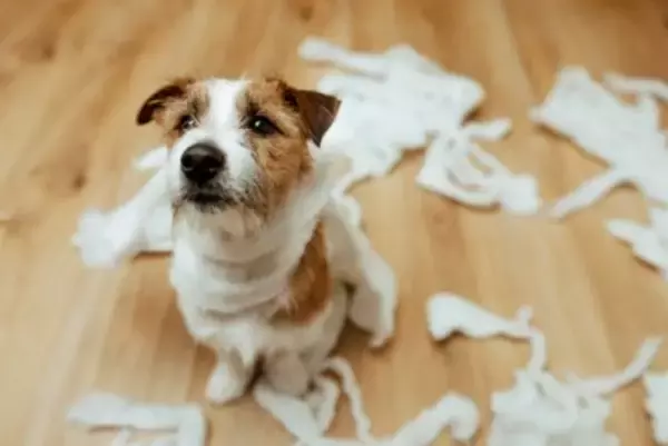 犬が『欲求不満』になるとどうなるの？解消させる方法や飼い主がすべき対応まで