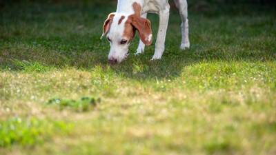 犬が『欲求不満』になるとどうなるの？解消させる方法や飼い主がすべき対応まで