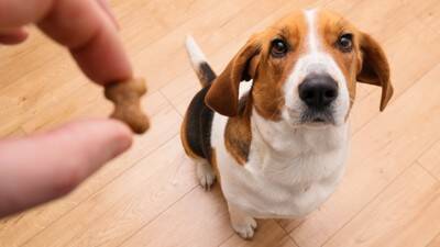 犬が『欲求不満』になるとどうなるの？解消させる方法や飼い主がすべき対応まで