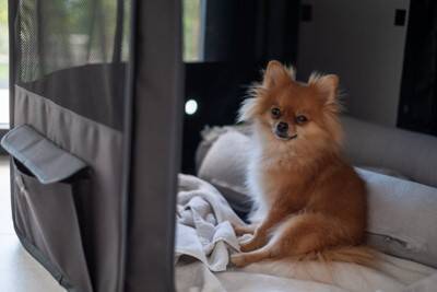 犬が『欲求不満』になるとどうなるの？解消させる方法や飼い主がすべき対応まで