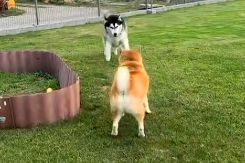 ハスキーが『老犬に突進した』結果→『ぶつかってしまう』と思いきや…シニアとは思えない光景が473万再生「闘牛士で草」「達人の技ｗｗ」