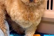 人が怖くて震える『悲しい顔の元繁殖犬』→懸命なお世話を続けた結果…同じ犬と思えない『表情の違い』が10万再生「笑顔最高」「幸せになって」