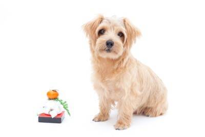犬は『おもち』を食べても大丈夫？絶対にしてはいけない与え方や注意すべきポイントを解説