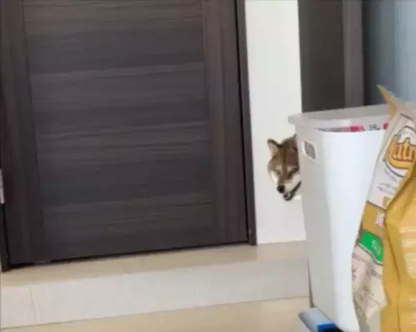 目の前を通り過ぎる犬と『目が合った』と思ったら…まさかの『辛辣すぎる結末』に10万いいねの反響「真顔で笑った」「何見とんねんの顔で草」