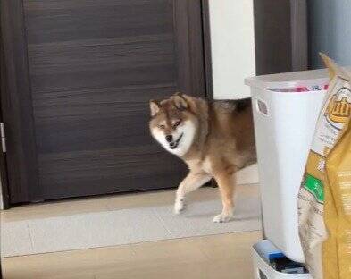 目の前を通り過ぎる犬と『目が合った』と思ったら…まさかの『辛辣すぎる結末』に10万いいねの反響「真顔で笑った」「何見とんねんの顔で草」