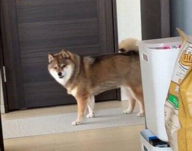 目の前を通り過ぎる犬と『目が合った』と思ったら…まさかの『辛辣すぎる結末』に10万いいねの反響「真顔で笑った」「何見とんねんの顔で草」