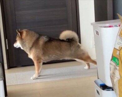 目の前を通り過ぎる犬と『目が合った』と思ったら…まさかの『辛辣すぎる結末』に10万いいねの反響「真顔で笑った」「何見とんねんの顔で草」