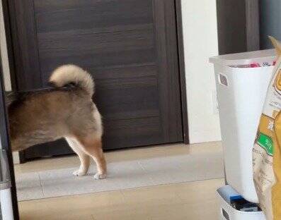 目の前を通り過ぎる犬と『目が合った』と思ったら…まさかの『辛辣すぎる結末』に10万いいねの反響「真顔で笑った」「何見とんねんの顔で草」