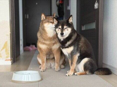 目の前を通り過ぎる犬と『目が合った』と思ったら…まさかの『辛辣すぎる結末』に10万いいねの反響「真顔で笑った」「何見とんねんの顔で草」