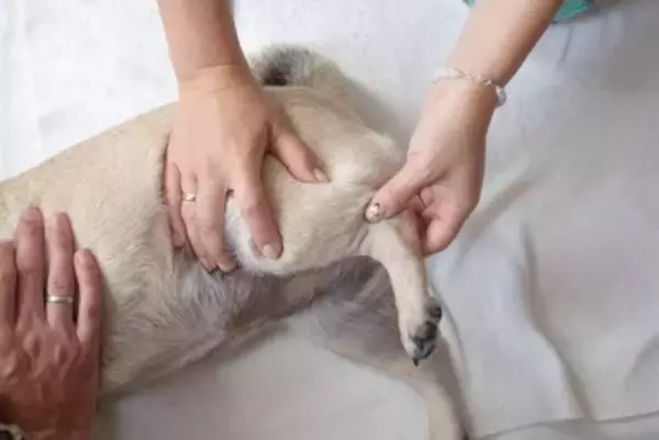 犬が『抱っこから落下』したときにすべき行動3つ　ケガの危険性や異変を感じたときの対処法