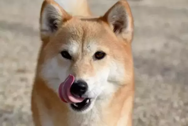 見逃してはいけない『犬からのストレスサイン』5選　心理的負担が増えることで起こる悪影響とは？