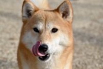 見逃してはいけない『犬からのストレスサイン』5選　心理的負担が増えることで起こる悪影響とは？