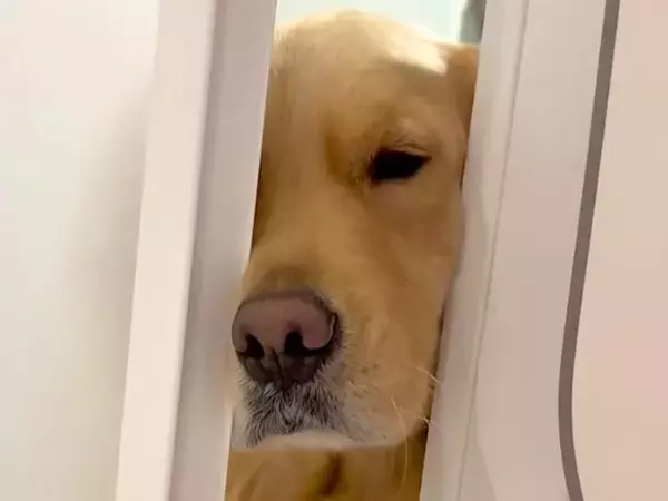 お風呂に入る女性→大型犬が『一緒に入りたい』と駄々をこね…可愛すぎる『ドアの攻防戦』が46万再生「鼻使いの達人ｗ」「愛されてるね」