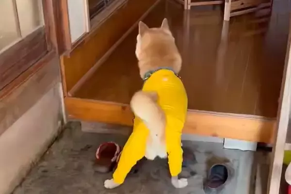 大好きなおばあちゃんに会いに行った犬→再会した瞬間…愛おしい光景が16万表示「本当に大好きなんですね」「しっぽちぎれそうｗ」と絶賛