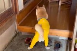 大好きなおばあちゃんに会いに行った犬→再会した瞬間…愛おしい光景が16万表示「本当に大好きなんですね」「しっぽちぎれそうｗ」と絶賛