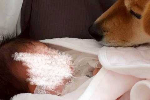 赤ちゃんと初めて暮らす元野犬→『絶対怖がるな』と思っていたら…予想外だった『驚きの変化』が10万表示「泣けてくる」「優しい世界」と称賛