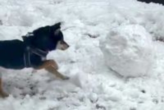 庭で雪だるまを作ろうとしていたら、犬がやってきて…無慈悲すぎる『まさかの行動』に45万再生の反響「可愛い攻防戦」「本能スイッチオンｗ」