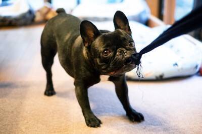 犬の『甘噛み』放っておくとどうなるの？本気噛みに発展させないためのしつけ方法まで