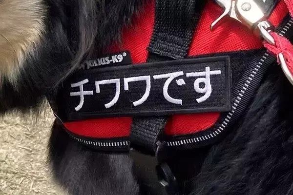 名札に『チワワです』と書いてある犬→全身を見てみると…脳がバグる『衝撃的な光景』に10万表示の反響「カッコよすぎて惚れた」「唯一無二」