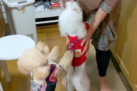 実家へ『2匹の犬を連れて帰省した』結果→おばあちゃんと再会したら…『会いたかった！』大喜びする光景に反響「嬉しさ大爆発」「尻尾がｗｗ」