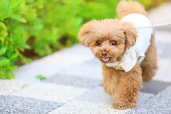 犬を散歩中『目を離してはいけない』理由４選　起こり得るトラブルやリスクまで