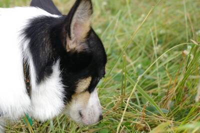犬を散歩中『目を離してはいけない』理由４選　起こり得るトラブルやリスクまで