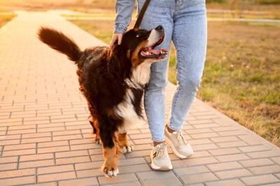 犬を散歩中『目を離してはいけない』理由４選　起こり得るトラブルやリスクまで