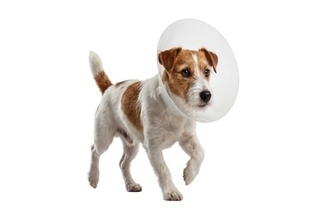 犬が『怪我』をしたときにみせるサイン5つ　痛みを感じているときの行動とは？