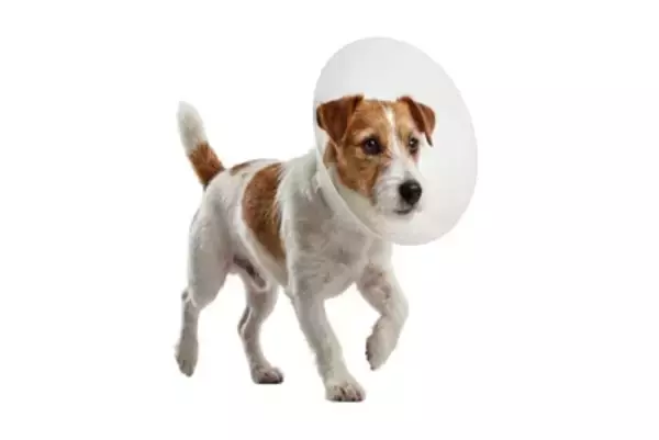 犬が『怪我』をしたときにみせるサイン5つ　痛みを感じているときの行動とは？