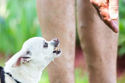 犬が『怪我』をしたときにみせるサイン5つ　痛みを感じているときの行動とは？