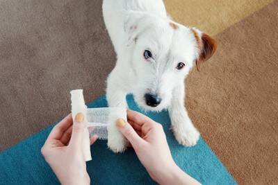 犬が『怪我』をしたときにみせるサイン5つ　痛みを感じているときの行動とは？