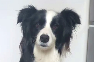 『ワオーン』と犬語を喋ってみたら、聞いていたワンコが…あまりにも尊い『お返事』が30万再生「ヒュッて耳が下がるの可愛い」「通じてる」