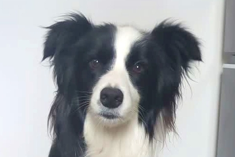 『ワオーン』と犬語を喋ってみたら、聞いていたワンコが…あまりにも尊い『お返事』が30万再生「ヒュッて耳が下がるの可愛い」「通じてる」