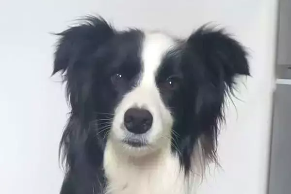 『ワオーン』と犬語を喋ってみたら、聞いていたワンコが…あまりにも尊い『お返事』が30万再生「ヒュッて耳が下がるの可愛い」「通じてる」