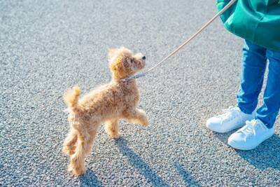 犬を連れて『帰省』するときの注意点5つ　愛犬と長距離移動する場合に必要な事前準備とは？