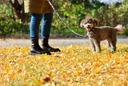 犬にとって危険な『秋の植物』5選　散歩中に拾い食いさせないための対策とは？