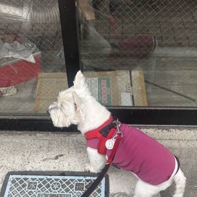 ちーちゃんですけどもっ【第329話】「神話みたいなちーちゃん」