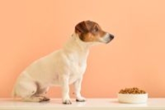 犬の『だらだら食べ』が危険な理由4つ　起こりうる健康トラブルや改善策を解説