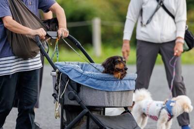 犬がみせる『老犬』のサイン５選　体に起こる変化やシニア期に変えるべきお世話の仕方まで