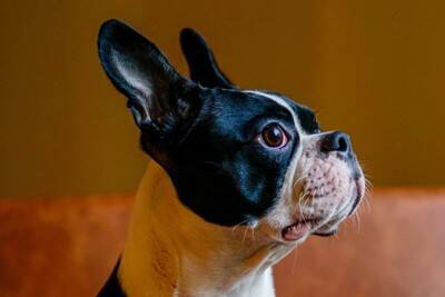 犬が『音』を恐がってしまう原因3つ　苦手な音の種類や安心させるための対処法も解説