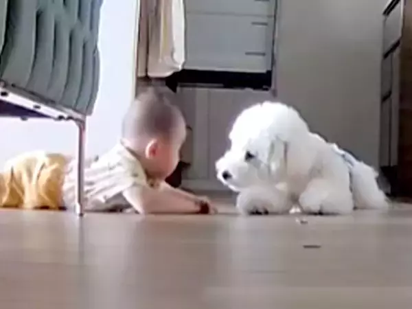 トイレ中、ペットカメラを覗いてみた結果→赤ちゃんが犬に近づいて…ずっと見ていたい『尊い光景』が15万再生「天国？」「優しいお兄ちゃん」