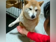 『絶対にオテさせたい娘』VS『絶対にしたくない柴犬』 面白かわいい攻防戦の一部始終がSNSで話題「見たことない動きで草」と45万再生