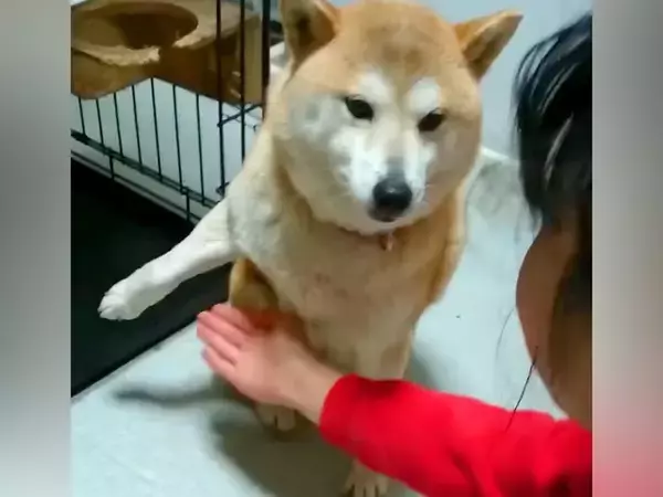 『絶対にオテさせたい娘』VS『絶対にしたくない柴犬』 面白かわいい攻防戦の一部始終がSNSで話題「見たことない動きで草」と45万再生