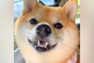 『車でお出かけだ！』とテンションMAXな犬→実は『病院』で…わかりやすい『態度の豹変』がSNSで話題に「必死さたまらん」「思わず笑った」