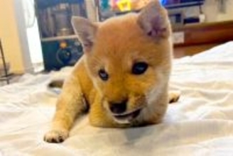 生まれつき『前足がない犬』→衝撃的な出会いと家族の覚悟…現在の『ハンデに負けない姿』に思わず感動「すごい！天才」「瞳がキラキラしてる」