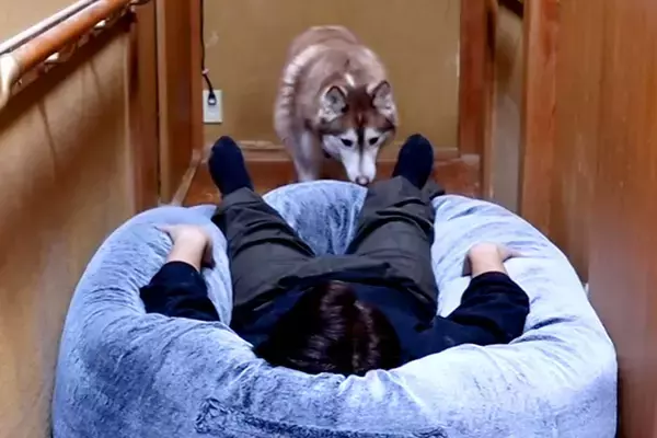 廊下で寝ているパパの奥におやつがあったら？大型犬3頭にドッキリを仕掛けた結果…「がっつり踏むの草」「個性ｗ」まさかの対応が1075万再生