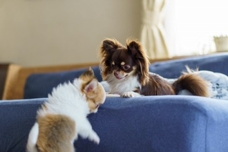「２頭目の犬を迎えても大丈夫？」獣医師が診療現場で感じる"ワンコを多頭飼育するメリット"